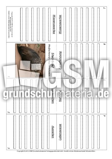 Faltbuch-Stachelschwein.pdf